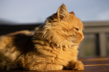 Furry orange cat resting peacefully in warm sunlight near a window on a calm afternoon