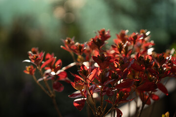 Vibrant red leaves glisten in the sunlight during a calm afternoon in a serene garden setting