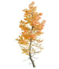 Acer buergerianum tree cutout, front view, transparent background, isolate, Vibrant autumn tree with golden leaves against a transparent backdrop