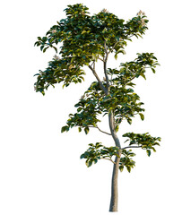 Citrus limon tree cutout, front view, transparent background, isolate, Vibrant flowering tree with lush green leaves, perfect for nature scenes