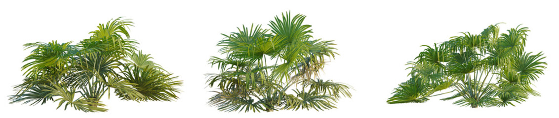 Brahea moorei tree cutout, front view, transparent background, isolate, Lush tropical palm fronds create a vibrant, naturalistic display for your projects