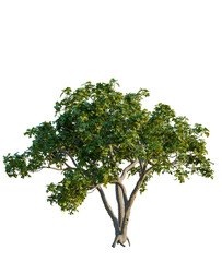 Obraz premium Ficus carica tree cutout, front view, transparent background, isolate, Vibrant green tree with lush foliage and textured trunk, perfect for nature scenes