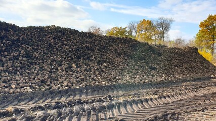Massive Pile of Harvested Sugar Beet Roots on a Farm Field in Autumn