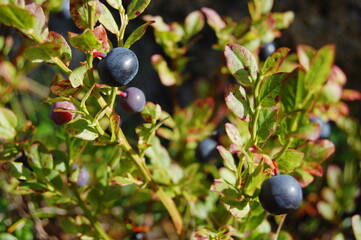 Ripe black-blue fruits of a northern plant called blueberry in the polar tundra on an autumn day.