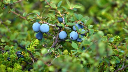 Ripe black-blue fruits of a northern plant called blueberry in the polar tundra on an autumn day.