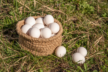 Chicken eggs harvested in chicken coop in crochet jute bowl. Countryside outdoor setting, grass in the backyard © TSViPhoto