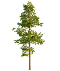 Alnus cremastogyne tree cutout, front view, transparent background, isolate, Lush green deciduous...