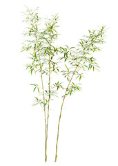 Fargesia tree cutout, front view, transparent background, isolate, Lush green bamboo stalks sway gently, bringing natural serenity and vibrant life