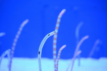 チンアナゴ（青森県浅虫水族館）