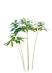 Fototapeta premium Sasa pygmaea tree cutout, front view, transparent background, isolate, Vibrant green bamboo stalks with lush leaves, perfect for natural design elements