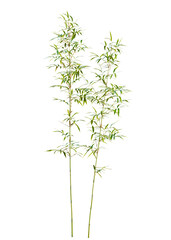 Naklejka premium Fargesia tree cutout, front view, transparent background, isolate, Vibrant green bamboo stalks sway gently in the breeze, bringing natural elegance