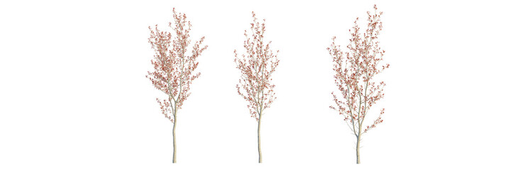 Prunus pumila besseyi tree cutout, front view, transparent background, isolate, Three delicate...