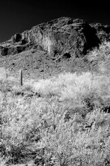 Monochrome Sonoran Desert Arizona Picacho Peak State Park