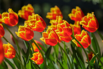 colorful tulips blooming in a park
