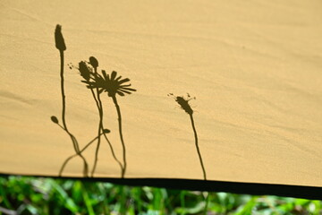 テント越しに見える野草のシルエット