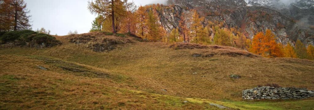  Anamorphic Lens - Foliage on Alpe Devero in Italy