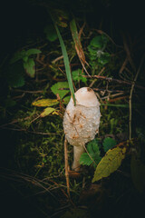 Pilz im Dickicht umgeben von Wiese.