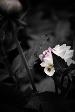 Marienk&auml;fer auf einer wundersch&ouml;nen Bl&uuml;te (schwarz/weiss)