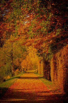 Herbstlicher Wanderweg umgeben von herbstlichen b&auml;umen und Laub auf dem weg.