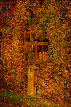 rostiges Fenster in einem herbstlichen Busch