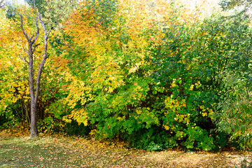 Herbst , Vertrockneter Baum am Waldrand
Hinter meinem Haus am Waldrand ist der Vogelbeerenbaum letztes Jahr verdorrt und f&auml;llt dieses Jahr mit ihrem trockenen Stamm auf.