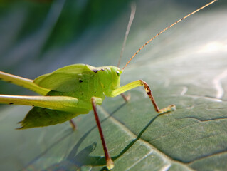 Green Katydid on a Large Leaf