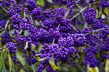 Früchte des Liebesperlenstrauchs oder auch Purpur Schönfrucht (Callicarpa giraldii) genannt