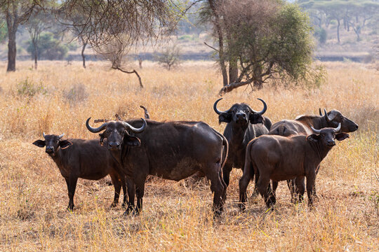 cape buffalo or syncerus caffer caffer animals standing in field at tarangire national park tanzania