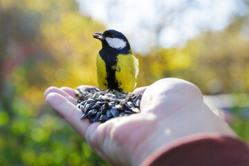 Little bird perching on hand and feeds of sunflower seeds. Great tit