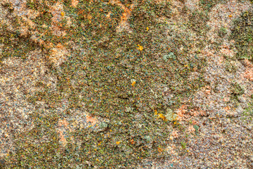Greenery lichen or moss is growth on rock surface due to moisture in the rainforest environment.  Nature background and texture, close-up.