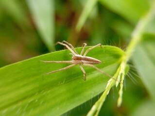  brown spider on a leaf
