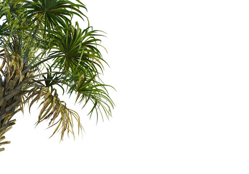 Sabal palmetto  tree corner view, cutout, transparent background, isolate, Vibrant tropical pandanus plant with lush green fronds and textured trunk