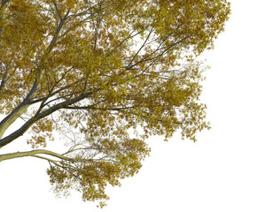 Quercus phellos  tree corner view, cutout, transparent background, isolate, Golden autumn leaves on branches, vibrant seasonal foliage detail