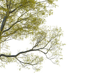 Fraxinus excelsior  tree corner view, cutout, transparent background, isolate, Vibrant yellow leaves on tree branches in natural daylight