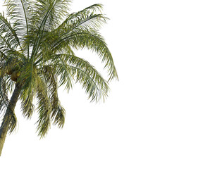 Fototapeta premium Cocos nucifera tree corner view, cutout, transparent background, isolate, Vibrant palm fronds sway gently, evoking tropical paradise and exotic getaways.