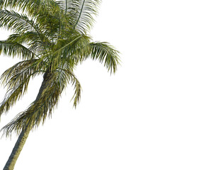 Fototapeta premium Cocos nucifera tree corner view, cutout, transparent background, isolate, Vibrant palm tree fronds sway gently, evoking tropical paradise and relaxation