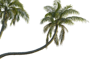 Cocos nucifera  tree corner view, cutout, transparent background, isolate, Tropical palm trees sway gently in warm exotic island breeze