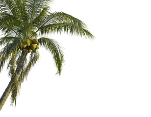 Fototapeta premium Cocos nucifera tree corner view, cutout, transparent background, isolate, Tropical palm tree with coconuts ready for harvest season
