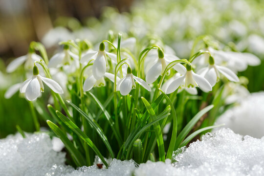 snowdrop flowers blooming in snow covering. First spring flowers