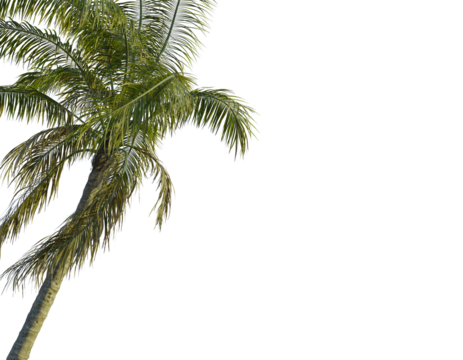 Cocos nucifera tree corner view, cutout, transparent background, isolate, Vibrant palm tree fronds sway gently, evoking tropical paradise and relaxation