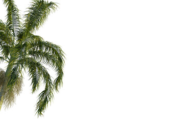 Bentinckia nicobarica  tree corner view, cutout, transparent background, isolate, Vibrant palm...