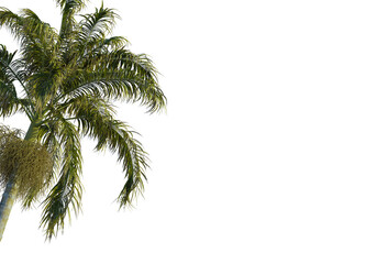 Bentinckia nicobarica  tree corner view, cutout, transparent background, isolate, Lush palm fronds...