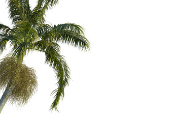 Bentinckia nicobarica  tree corner view, cutout, transparent background, isolate, Vibrant palm...