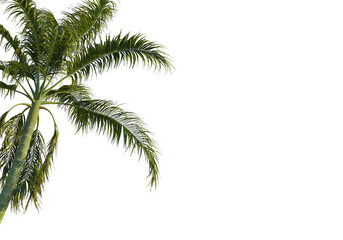 Naklejka premium Bentinckia nicobarica tree corner view, cutout, transparent background, isolate, Lush palm fronds sway gently, evoking tropical paradise vibes
