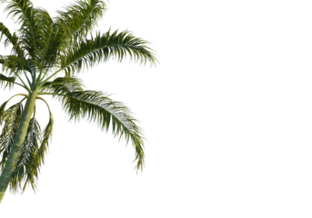 Bentinckia nicobarica  tree corner view, cutout, transparent background, isolate, Lush palm fronds sway gently, evoking tropical paradise vibes