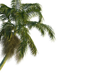 Bentinckia nicobarica  tree corner view, cutout, transparent background, isolate, Vibrant palm...