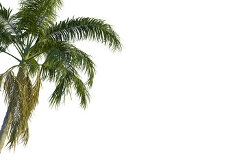 Archontophoenix cunninghamiana  tree corner view, cutout, transparent background, isolate, Lush...