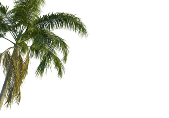 Archontophoenix cunninghamiana  tree corner view, cutout, transparent background, isolate, Lush green palm fronds sway gently evoking tropical paradise vacation vibes