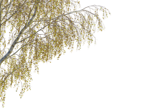 Betula pendula tree corner view, cutout, transparent background, isolate, Autumn birch branch with falling yellow leaves, natural beauty captured