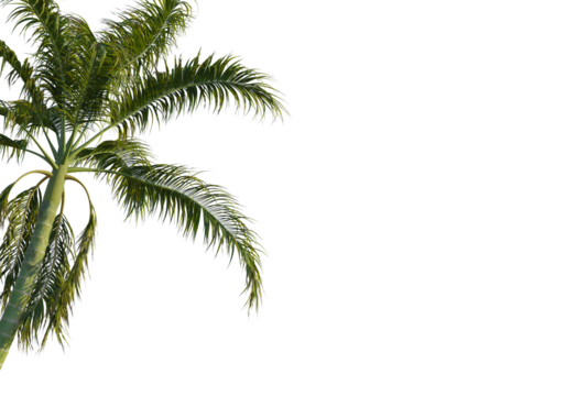 Bentinckia nicobarica  tree corner view, cutout, transparent background, isolate, Lush palm fronds sway gently, evoking tropical paradise vibes